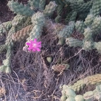 Saguaro National Park - Parks Near Me - Tucson, Arizona Saguaro National Park - Parks Near Me - Tucson, Arizona