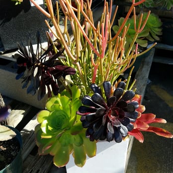 Rainforest Flora - Inspiration. - Nurseries & Gardening Near Me - Torrance, California Rainforest Flora - Inspiration. - Nurseries & Gardening Near Me - Torrance, California