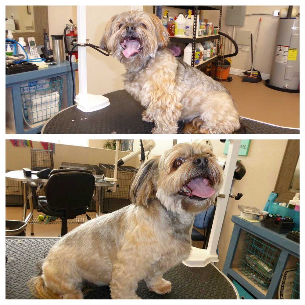 SUNSHINE GROOMERS 13 Photos 2110 Santa Barbara Blvd, Cape Coral