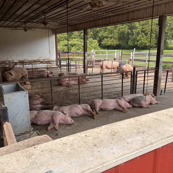 Willow Valley Farm - Pigs - Ranches Near Me - Glen Arm, Maryland