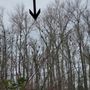 Photo of Black River Riparian Forest and Wetland