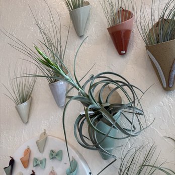 Carter & Rose - Air plants & handmade ceramic holders - Arts & Crafts Near Me - Portland, Oregon Carter & Rose - Air plants & handmade ceramic holders - Arts & Crafts Near Me - Portland, Oregon