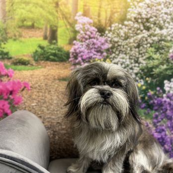 Pawfect Pooch - Pet Groomers Near Me - Ardmore, Oklahoma Pawfect Pooch - Pet Groomers Near Me - Ardmore, Oklahoma