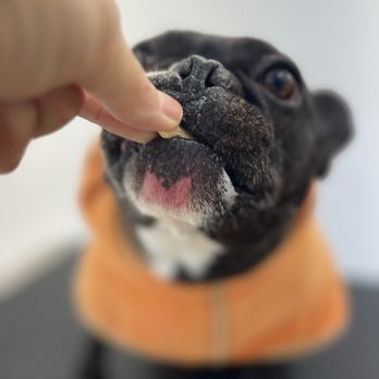 Steeltown Hounds - Treat - Pet Groomers Near Me - Hamilton, Ontario Steeltown Hounds - Treat - Pet Groomers Near Me - Hamilton, Ontario