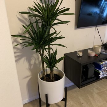 Tall Plants - Nurseries & Gardening Near Me - Houston, Texas Tall Plants - Nurseries & Gardening Near Me - Houston, Texas