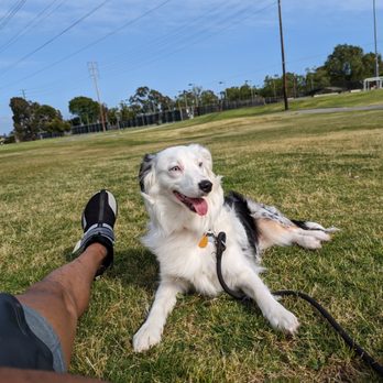 Bline's Awesome Aussies - Pet Breeders Near Me - Citrus Heights, California