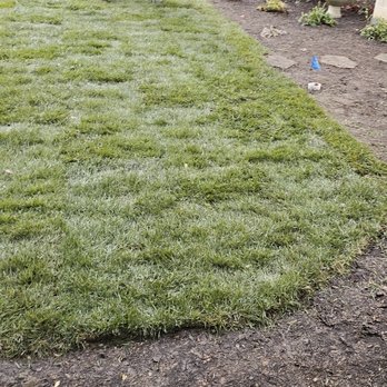 Grand Design - Turf job where we removed old fescue and resoded with new fescue! - Landscaping Near Me - Raleigh, North Carolina