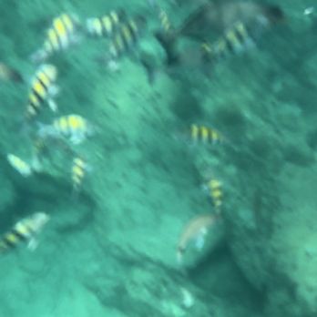Sea Experience - Scuba Diving Near Me - Fort Lauderdale, Florida Sea Experience - Scuba Diving Near Me - Fort Lauderdale, Florida