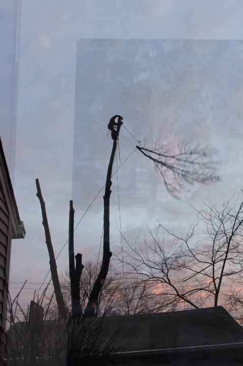 Handy Feller Tree Service - tree service in Allen Park, MI