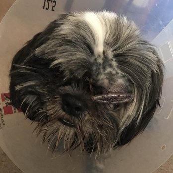 Discount Pets - Remember the past...2016... Its always the customer fault.. Never theirs! They don't even take ownership and responsibility for what happens - Pet Groomers Near Me - Anaheim, California Discount Pets - Remember the past...2016... Its always the customer fault.. Never theirs! They don't even take ownership and responsibility for what happens - Pet Groomers Near Me - Anaheim, California