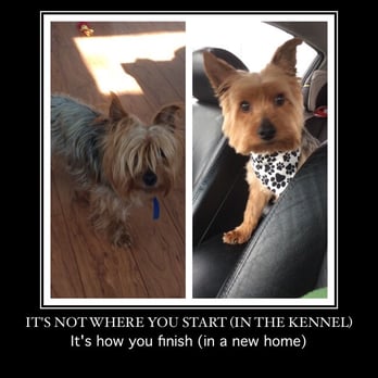 Petite Pet Gallery - Before and After - Pet Groomers Near Me - Brentwood, Maryland Petite Pet Gallery - Before and After - Pet Groomers Near Me - Brentwood, Maryland