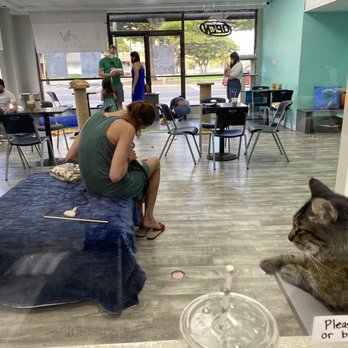 Hawai'i Cat Café - Cat room - Pet Adoption Near Me - Honolulu, Hawaii Hawai'i Cat Café - Cat room - Pet Adoption Near Me - Honolulu, Hawaii