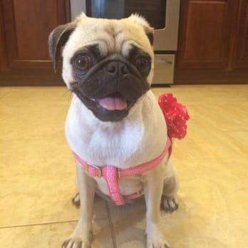 Pet Paradise Phoenix - My little pug looking adorable after her grooming - Pet Groomers Near Me - Phoenix, Arizona