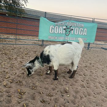 Rocky Mountain Goat Yoga - If the weather cooperates, you'll hang out in a sand-filled outside pen. It's clean. - Yoga Near Me - Arvada, Colorado