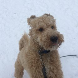 Paws About Town