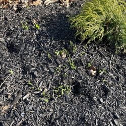 Galbraith's - Unwelcome plants