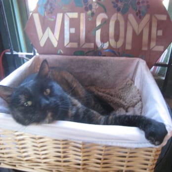 Menghini Winery - Another basket kitten - Wineries Near Me - Julian, California Menghini Winery - Another basket kitten - Wineries Near Me - Julian, California
