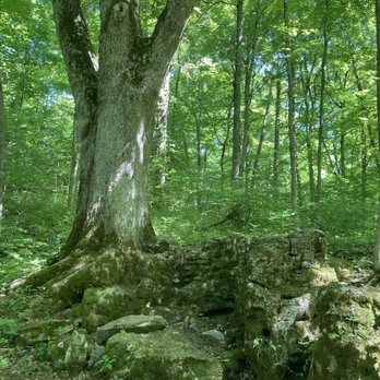 Bernheim Forest and Arboretum - Sun and shade trail - Parks Near Me - Clermont, Kentucky