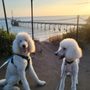 Photo of San Mateo Dog Training Club