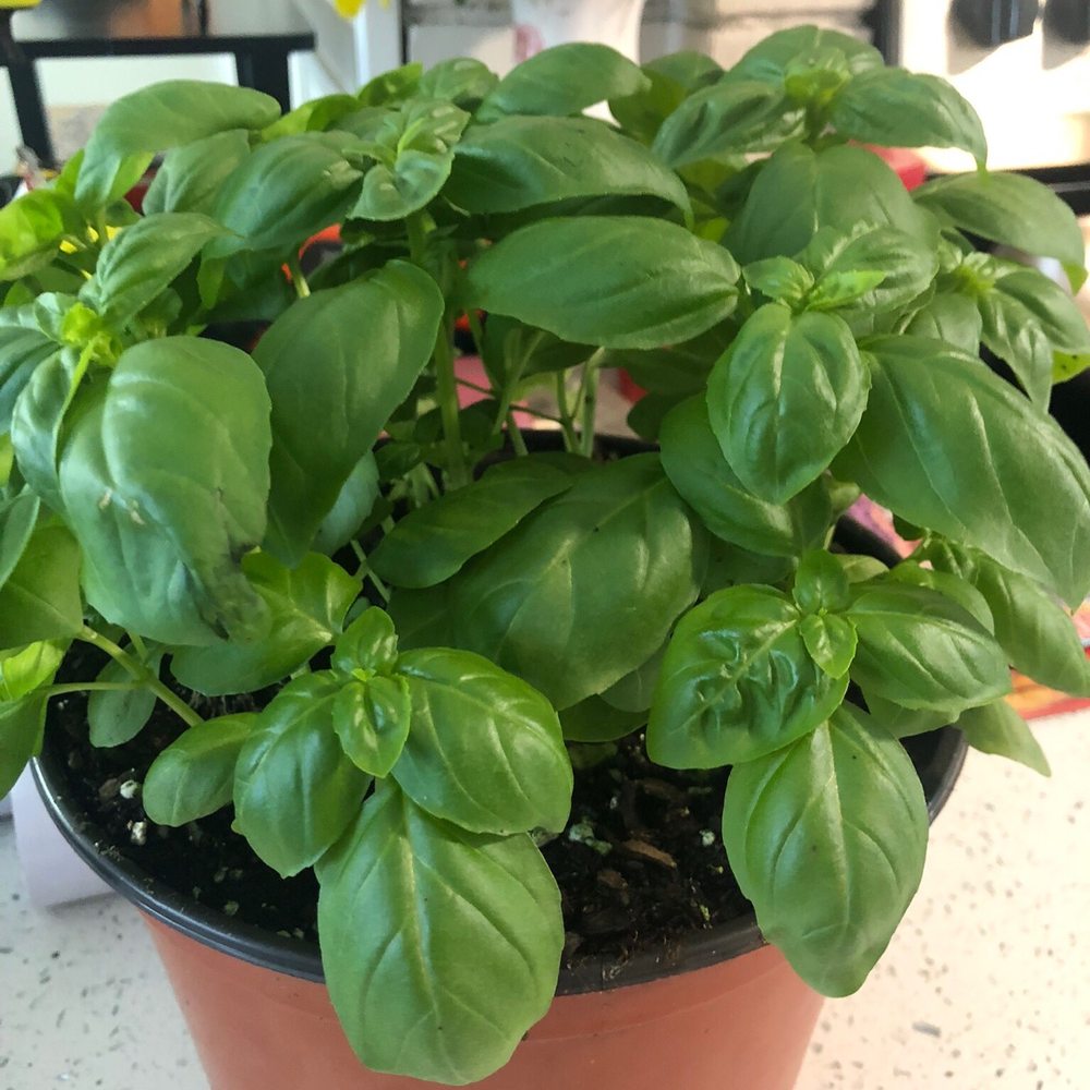 Market Basket - Beautiful basil plant I bought here. - Grocery Near Me - Fall River, Massachusetts Market Basket - Beautiful basil plant I bought here. - Grocery Near Me - Fall River, Massachusetts