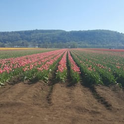 Degoede Bulb Farms Inc-Wholesale - Easily accessible. Parking at store front or drive a few meters more to park by the fields.