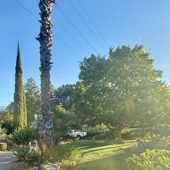 Louis Tree Service - large tree before being trimmed - Tree Services Near Me Louis Tree Service - large tree before being trimmed - Tree Services Near Me