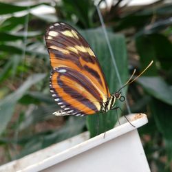 National Botanic Garden of Wales - Butterflies!!