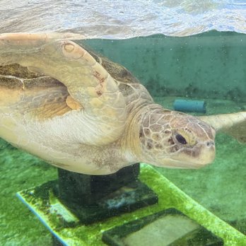 Loggerhead Marinelife Center - . - Community Service/Non-Profit Near Me - Juno Beach, Florida