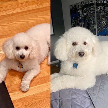 Oh My Dog - Previous cut from a different pet groomer company on the left. Naomi groomed her exactly as I asked for. Love it. - Pet Groomers Near Me - Foster City, California