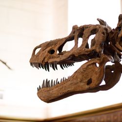 Texas Science & Natural History Museum - A new 33-foot tyrannosaur cast is based on a maxilla (upper jaw bone) discovered by UT researchers in Big Bend National Park.