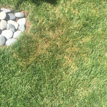 SodLawn - Diseased one - Lawn Services Near Me SodLawn - Diseased one - Lawn Services Near Me