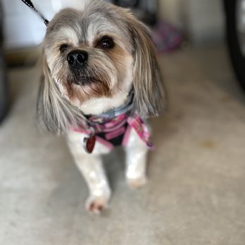Pooch Purrfect Pet Spa - Beautiful!! - Pet Groomers Near Me - Dumfries, Virginia Pooch Purrfect Pet Spa - Beautiful!! - Pet Groomers Near Me - Dumfries, Virginia