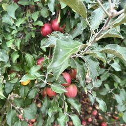 Kapnick Orchards - Beautiful apples