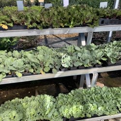 Nolan River Nursey - Ornamental cabbage and kale