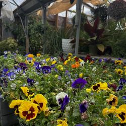 Ross Farm - Flowers