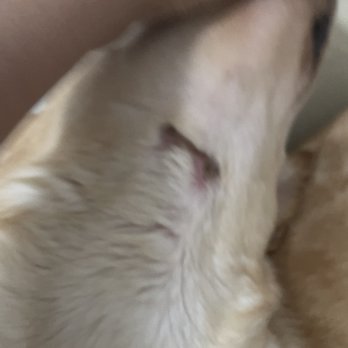 Full Pet Services - Veterinarians Near Me - Brooklyn, New York Full Pet Services - Veterinarians Near Me - Brooklyn, New York