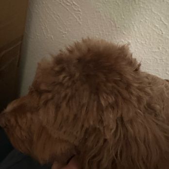 Petco - Uneven head. Not same length as rest of head. - Pet Stores Near Me - Sunset Valley, Texas