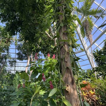 Brooklyn Botanic Garden - Tropical room - Botanical Gardens Near Me - Brooklyn, New York