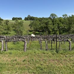 Krissie Vineyards - Beautiful