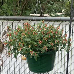 Hanging basket/humming bird