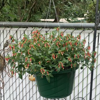Red Berry Barn - Hanging basket/humming bird - Flowers & Gifts Near Me - Sherwood, Oregon Red Berry Barn - Hanging basket/humming bird - Flowers & Gifts Near Me - Sherwood, Oregon