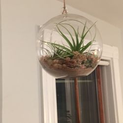Make your own terrariums with sand, rocks, air plants, etc!