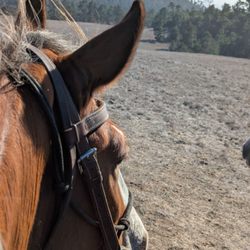 Covells Clydesdale Ranch - The horse I rode in front of a beautiful view