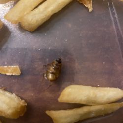 McDonald's - Fries with a bug