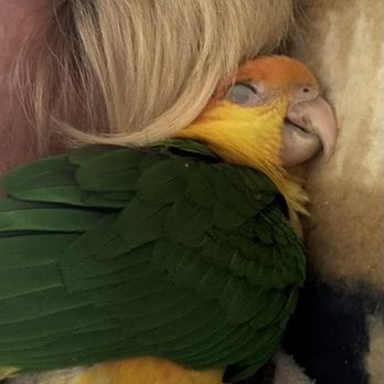 Finest Exotic Birds - Zzzzzzzzzzzzzzzzz - Bird Shops Near Me - Sacramento, California Finest Exotic Birds - Zzzzzzzzzzzzzzzzz - Bird Shops Near Me - Sacramento, California