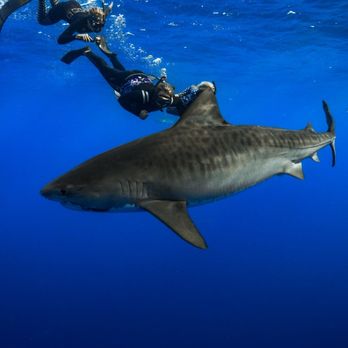 One Ocean Diving - Another shot with this gorgeous girl! - Free Diving Near Me - Haleiwa, Hawaii One Ocean Diving - Another shot with this gorgeous girl! - Free Diving Near Me - Haleiwa, Hawaii