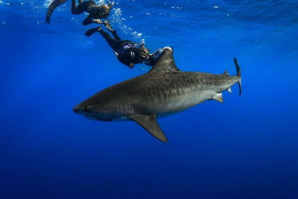 One Ocean Diving by null