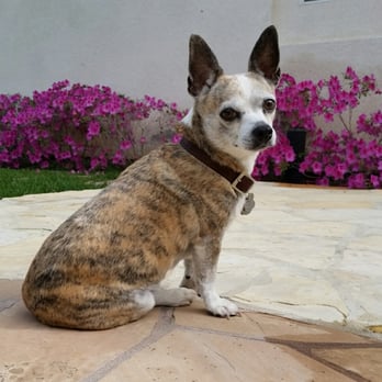 cozycroft pet hospital