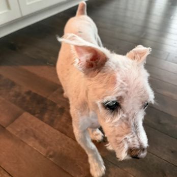 Barks & Bubbles - Shaved down to almost bare skin. - Pet Groomers Near Me - Lakeville, Minnesota