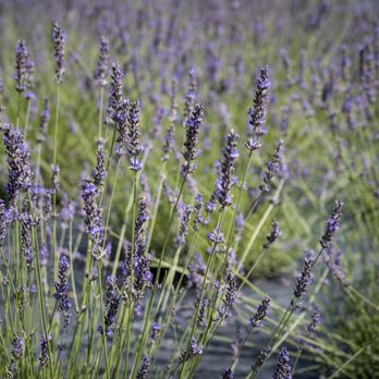 Christel Lake Lavender - Farms Near Me - Greenbank, Ontario Christel Lake Lavender - Farms Near Me - Greenbank, Ontario
